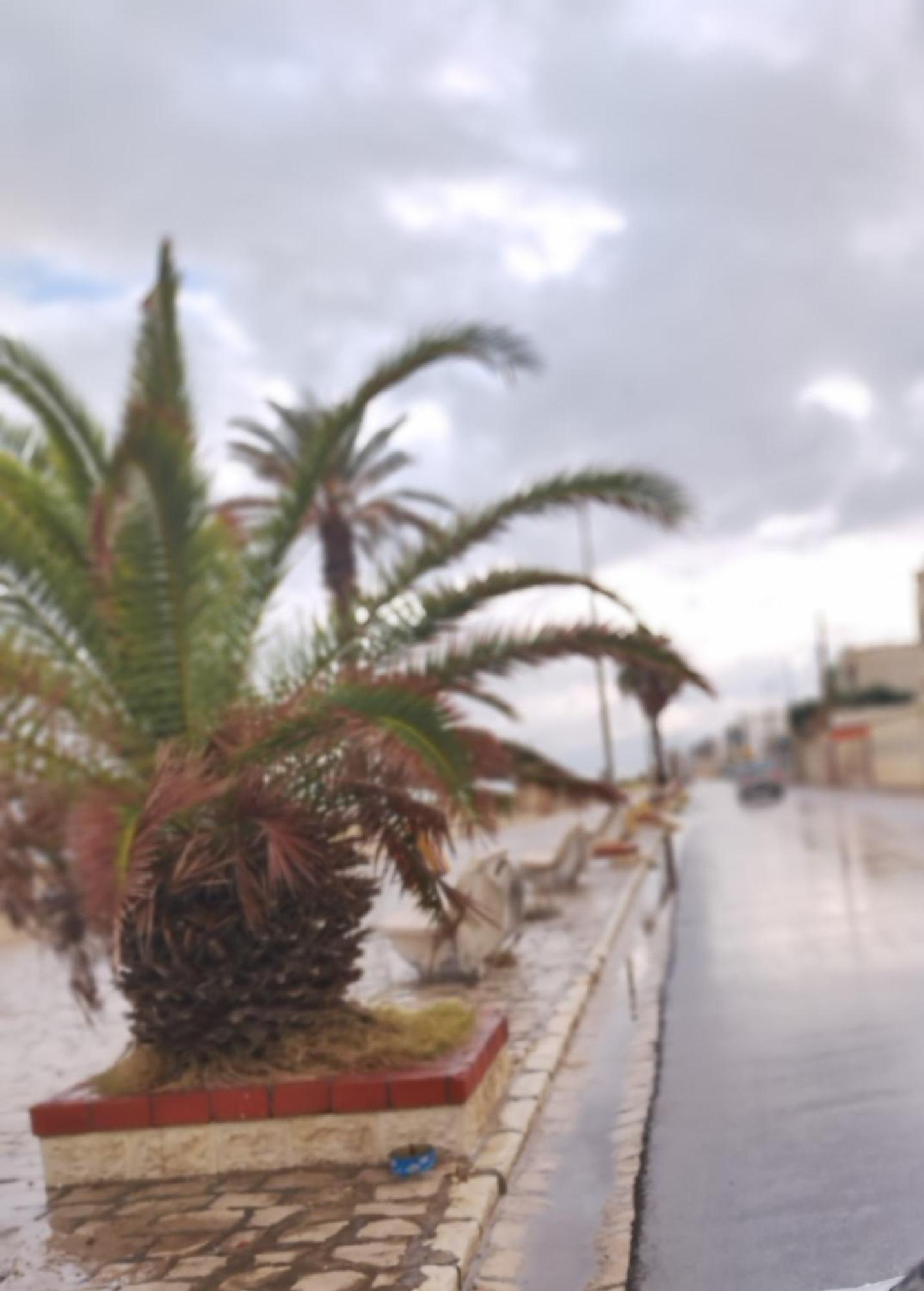 Appartement Hammam-Lif Les Cyclamens Tunisie Afrique Eksteriør billede